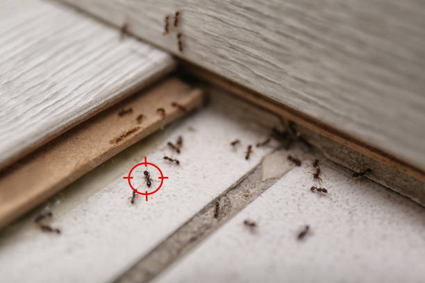 Trusted Camanche, IA Pest Control Experts