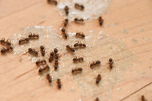 Best Best Pest Control Companies  in Camanche, IA