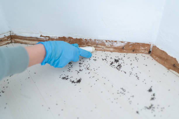 Best Insect Control  in Camanche, IA